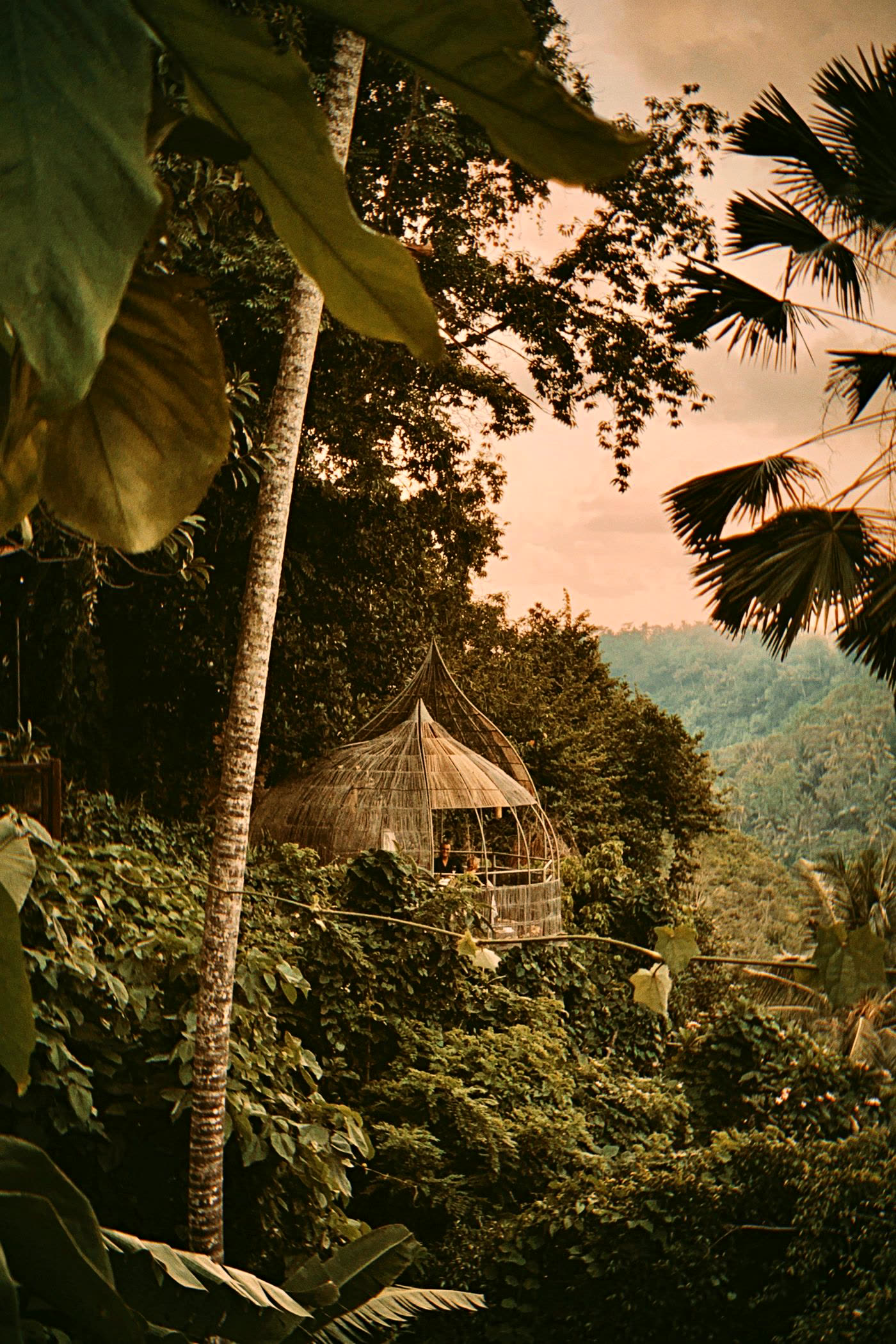 Jungle hut nestled in lush greenery